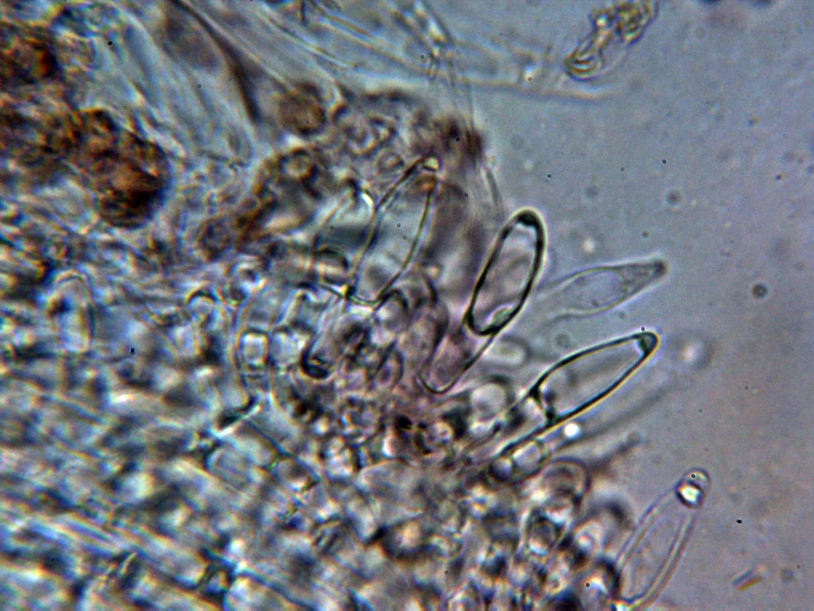 Microscopía de Leccinum aurantiacum - 10 - Queilocistidios 3